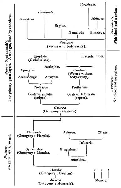 monophyletic ancestral tree
