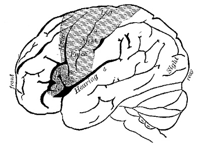 Fig. 3.—Outer surface of left hemisphere of the brain (modified from Exner): a, fissure of Rolando; b, fissure of
Sylvius.