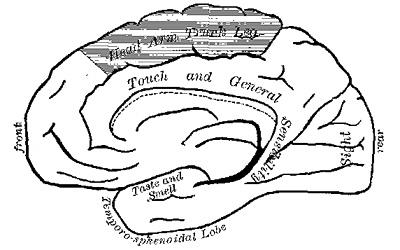 Fig. 4.—Inner (mesial) surface of the right hemisphere of the brain (modified from Schäfer and Horsley). In both figures the
shaded area is the motor zone.