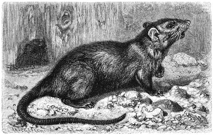 Zwarte Rat (Mus rattus). ⅔ v.d. ware grootte.