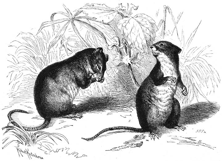 Brandmuis (Mus agrarius) en Boschmuis (Mus sylvaticus). ⅚ v.d. ware grootte.