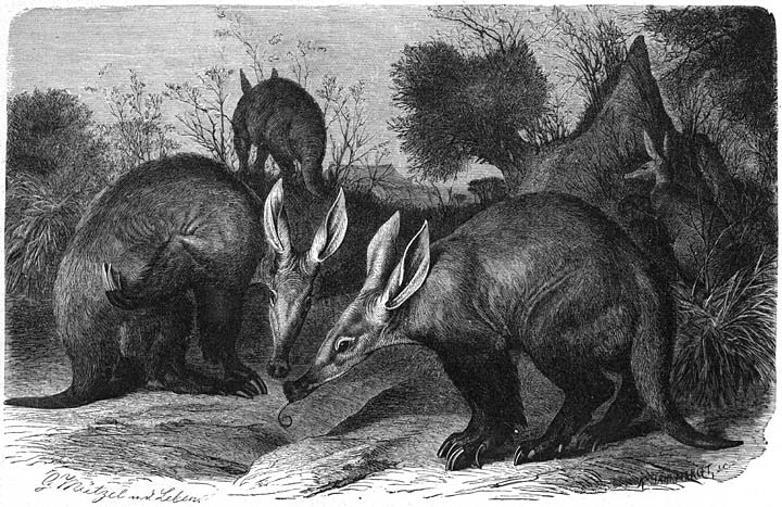 Aardvarken (Orycteropus capensis).