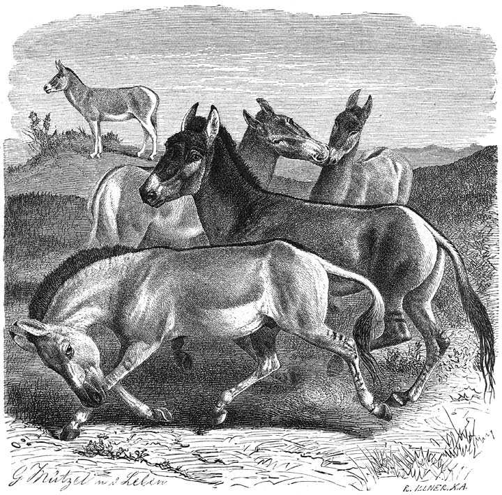 Koelan (Equus hemionus). 1/18 v.d. ware grootte.