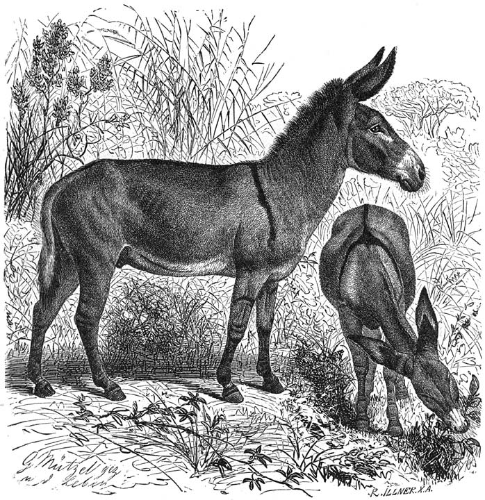 Steppen-ezel (Equus asinus africanus). 1/18 v.d. ware grootte.