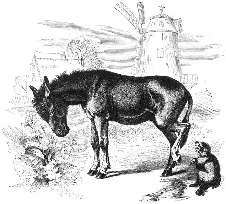 Gewone Ezel (Equus asinus). 1/16 v.d. ware grootte.