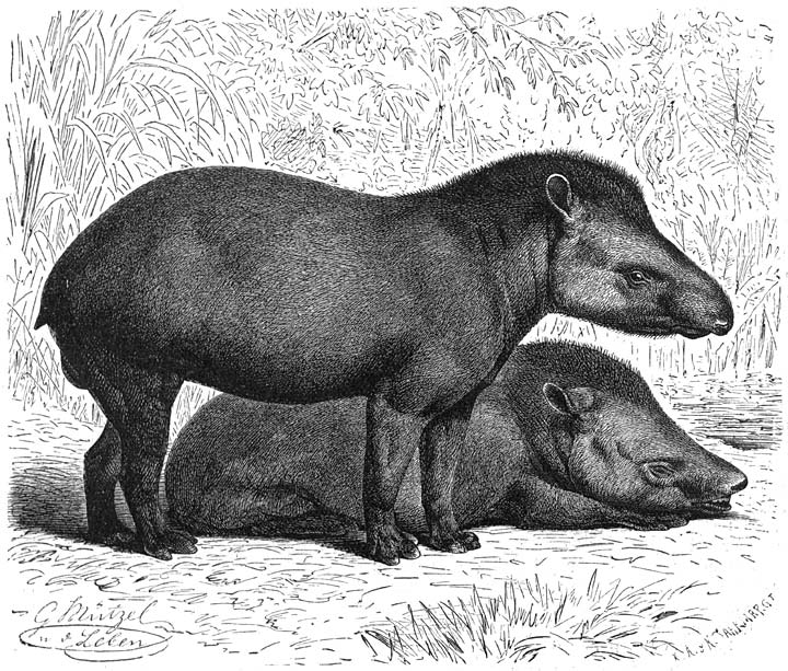 Anta (Tapirus terrestris) 1/16 v.d. ware grootte.