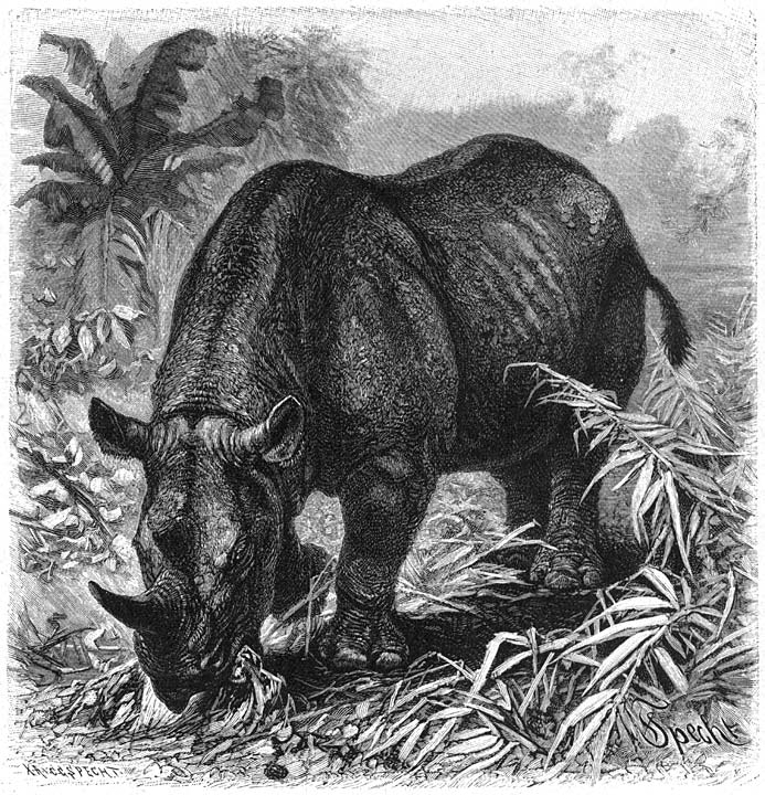 Zwarte Neushoorn (Rhinoceros bicornis). 1/20 v.d. ware grootte.
