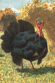 The turkey-gobbler