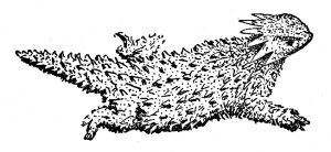 line drawing, lizard