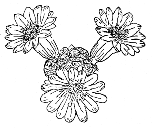 line drawing, flowers