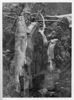photo, salmon catch