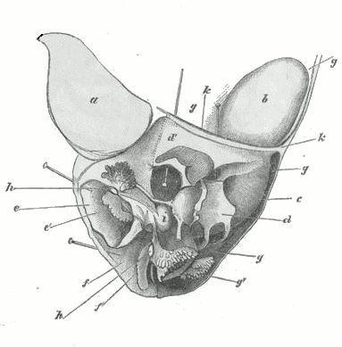 Nautilus pompilius. Fig. 1.