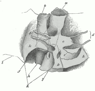 Nautilus pompilius. Fig. 2.
