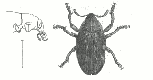 Fig. 1.

Larinus maculatus, Falderm.