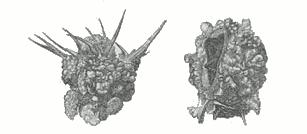 Fig. 2.

The cocoons of Larinus maculatus, called in Turkish Tréhala.