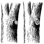 Fig. 80.