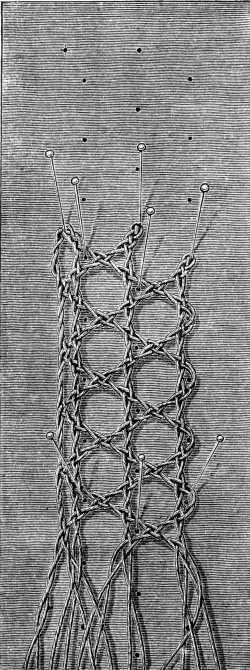 FIG. 798. ETERNELLE WITH TWO ROWS OF HOLES.