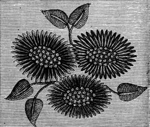 FIG. 230.
FLOWERS EMBROIDERED IN THE CHINESE
MANNER.