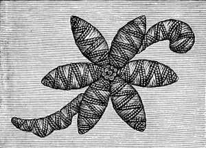 FIG. 235. EMBROIDERY IN THE TURKISH STYLE
WORK COMPLETED.