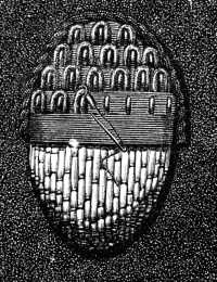 FIG. 250.
SCALE STITCH IN GOLD THREAD
AND PURL ON A CORD FOUNDATION.