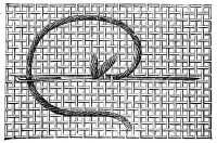 FIG. 303. TWO-SIDED ITALIAN STITCH. RETURN JOURNEY, WHICH
COMPLETES THE CROSS STITCH.