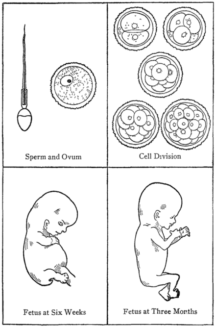 Fig. 1. Steps in Early Development.