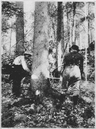 Fig. 5. Felling Red Spruce with a Saw.