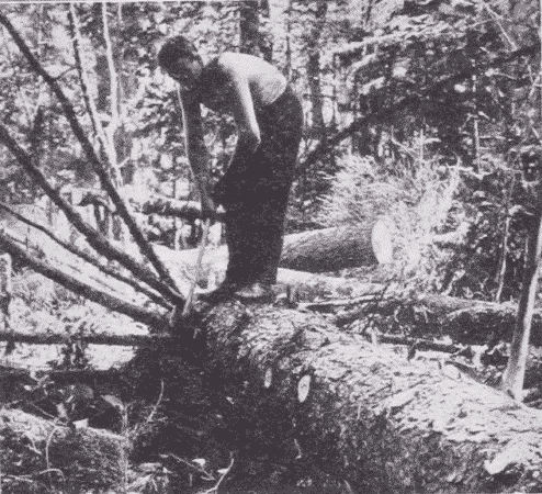 Fig. 7. Trimming off Branches of Spruce.