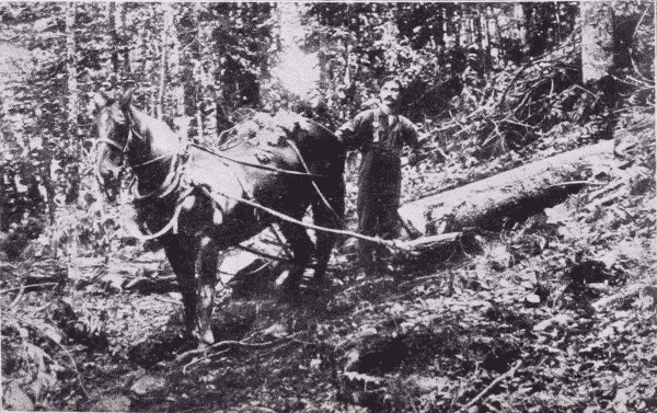 Fig. 8. Hauling Spruce Logs to the Skidway.