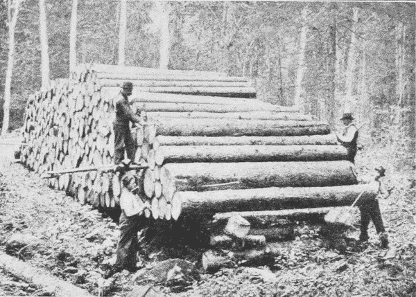 Fig. 9. 'Scaling' Logs on the Skids.