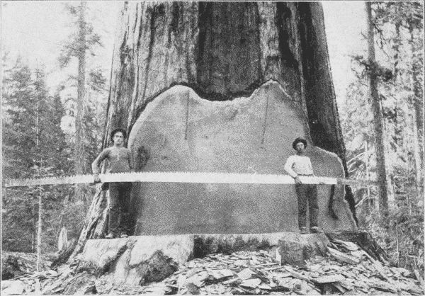 Fig. 25. A Twenty-Five Foot Saw used for Crosscutting Big Logs.
