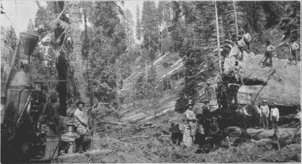 Fig. 26. Hauling Big Logs by Donkey Engine.
