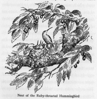 Nest of the Ruby-throated Hummingbird
