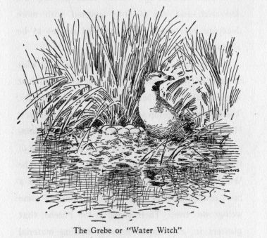 The Grebe or "Water Witch"