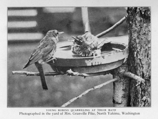 Young robins quarreling at their bath.  Photographed in the yard of Mrs. Granville Pike, North Yakima, Washington
