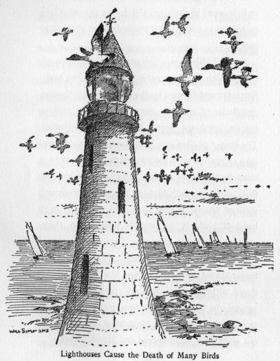 Lighthouses Cause the Death of Many Birds