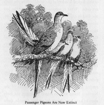 Passenger Pigeons Are Now Extinct