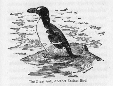 The Great Auk, Another Extinct Bird