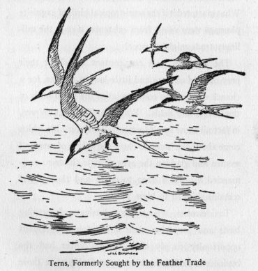 Terns, Formerly Sought by the Feather Trade