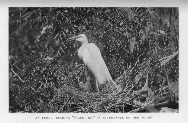 An Egret, bearing "aigrettes," in attendance on her young
