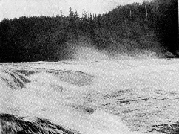 Thirty-pound Atlantic Salmon Leaping Falls and Rapids in a Newfoundland River.