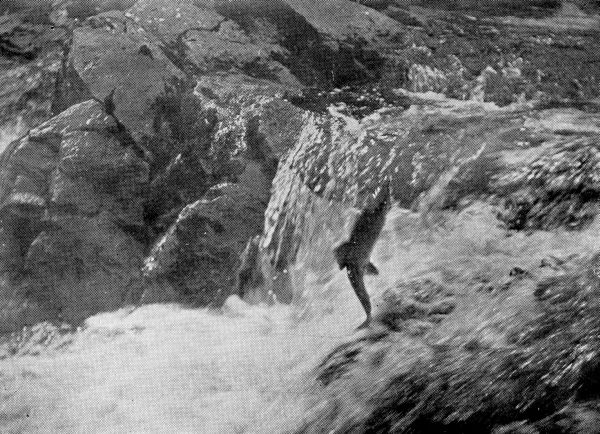 Eighty-pound Pacific Salmon Leaping Waterfall on an Alaska River.
