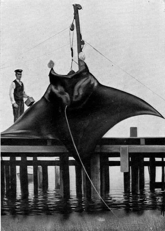 Manta, or Giant Sea-Devil, Captured on the Florida Reefs.
