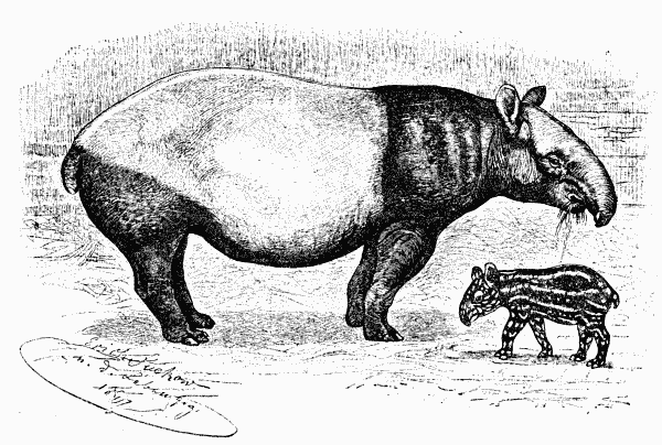 SHABRACK TAPIR WITH YOUNG ONE (FIVE DAYS OLD)