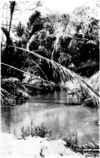[Photograph: By courtesy of W.D. Boyce. It Is Tropical Along the Athi River]