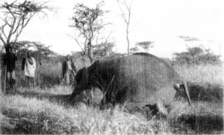 [Photograph: As the Elephant Fell]