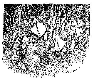[Drawing: Camp in the Forest]