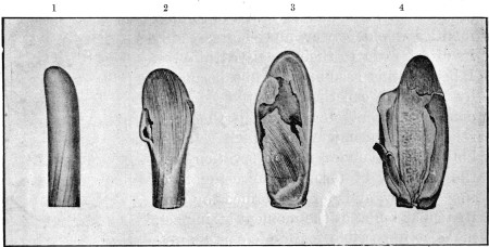 Fig. 28.