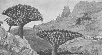 DRAGON'S-BLOOD TREES AT YEHAZAHAZ