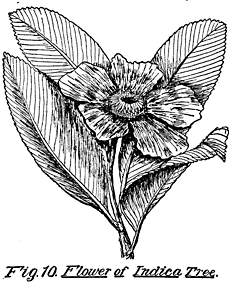 Fig. 10. Flower of Indica Tree.